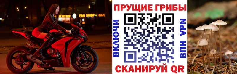 Псилоцибиновые грибы Psilocybe  Бутурлиновка 